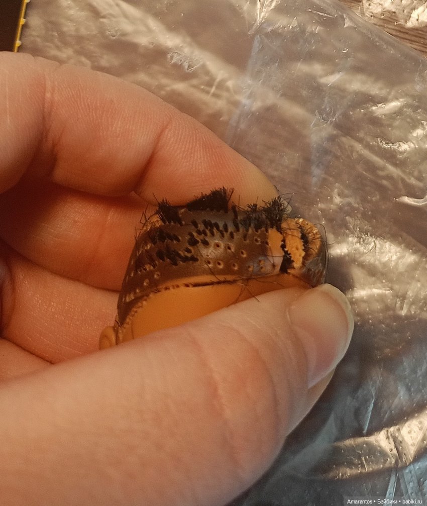 Из донора в любимицу — Реставрация и преображение кукол: ремонт (фото 3)