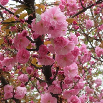 Мои кукломужчины: Часть 4 - Азиаты