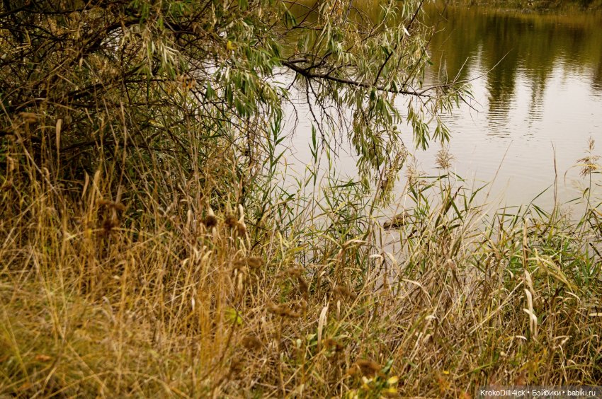 Осенние прогулки — Куклы Momoko и Ruruko (Petworks (фото 4)