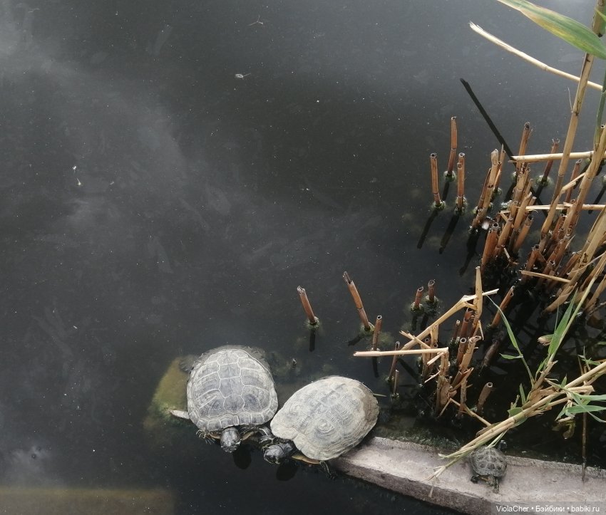Июльская прогулка — Куклы Madame Alexander (Мадам Александер): винтаж