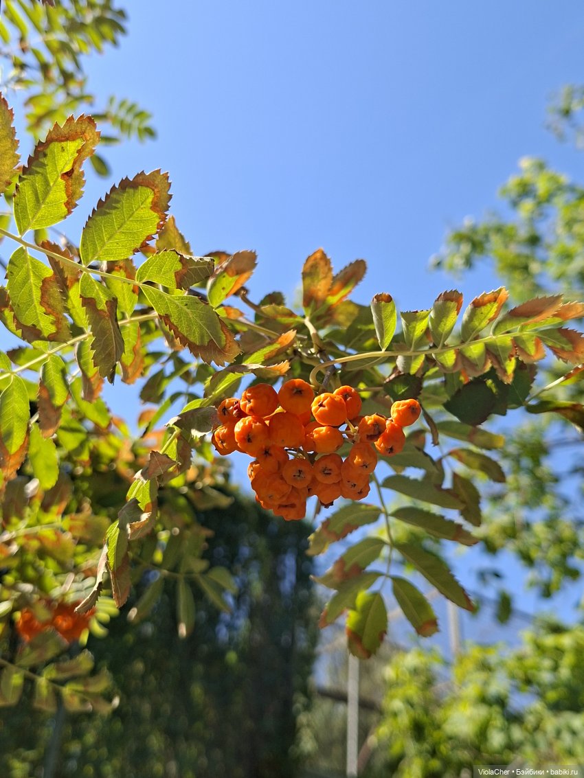 Гензель и Гретель на прогулке