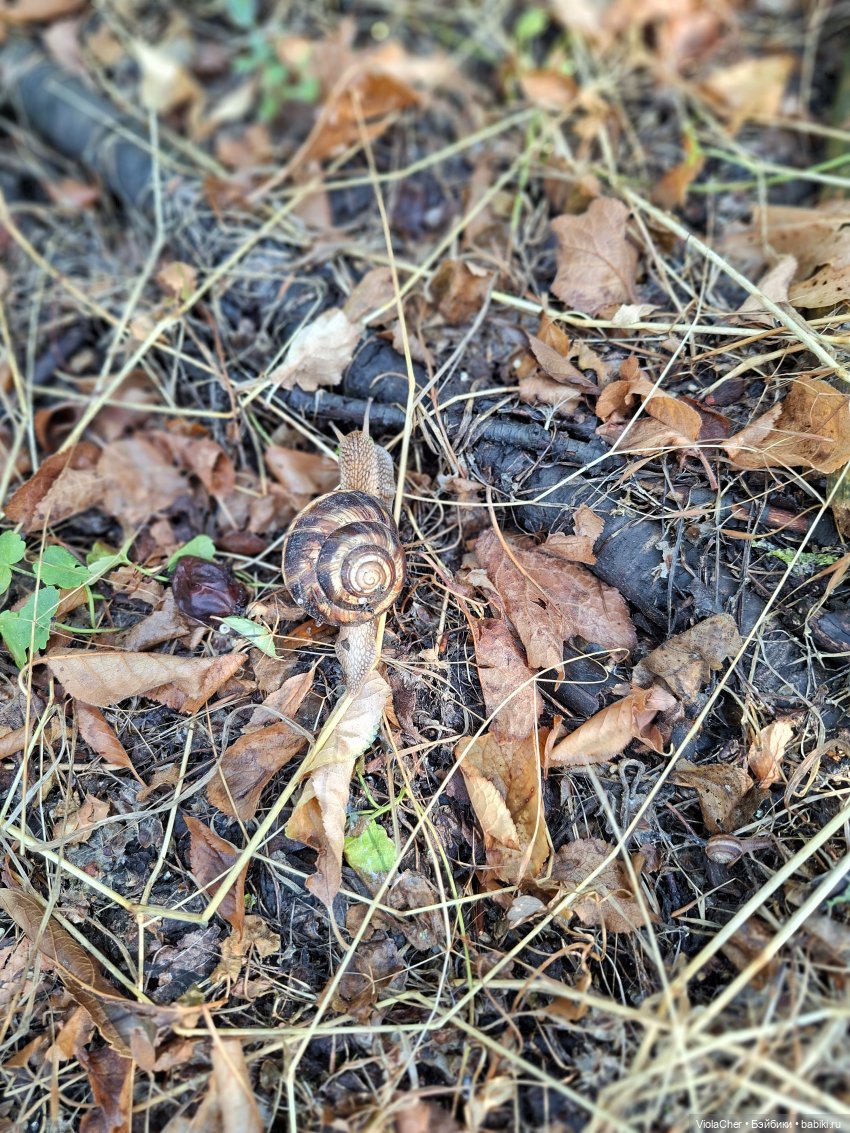 Гензель и Гретель на прогулке (фото 3)