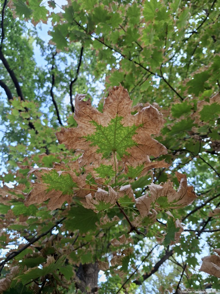 Я по парку — Куклы
