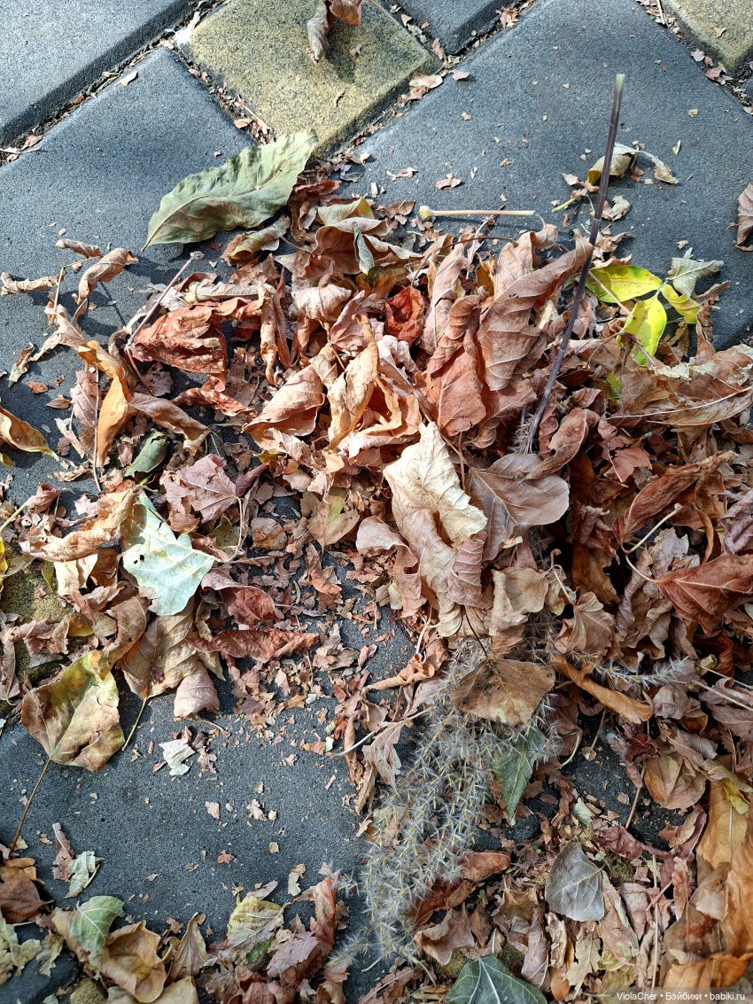 Я по парку — Куклы