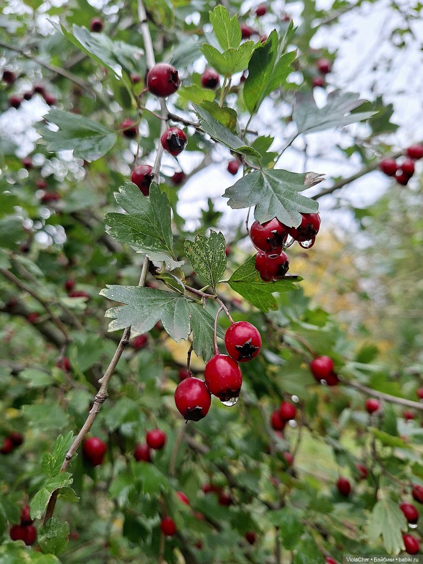 Осенняя песня — Куклы (фото 10)