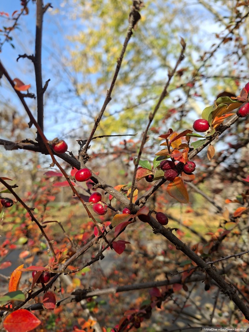 Сладкий ноябрь — Куклы