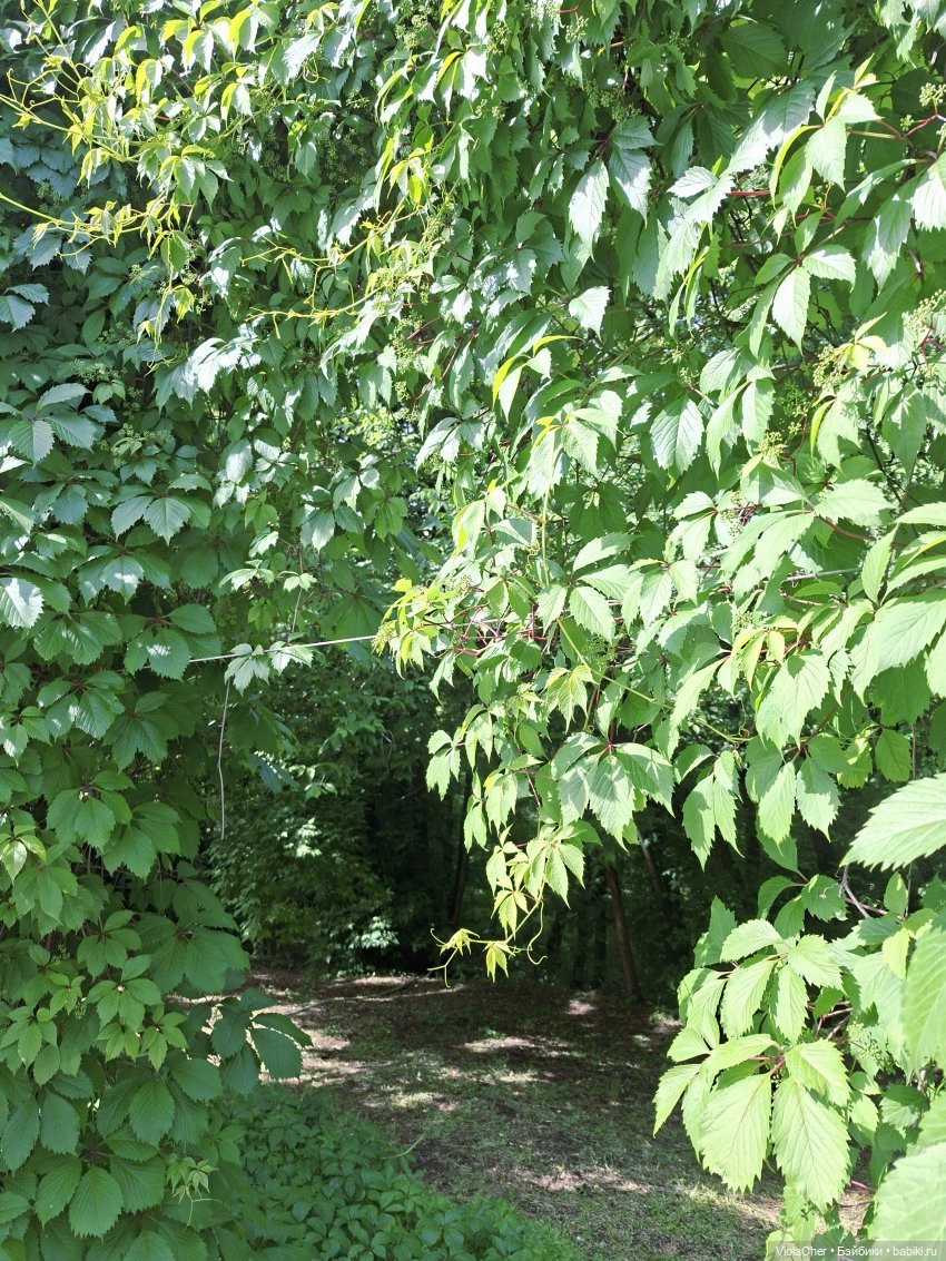 Среди роз — Куклы Sieglinde Frieske (Фриске): Schildkrot