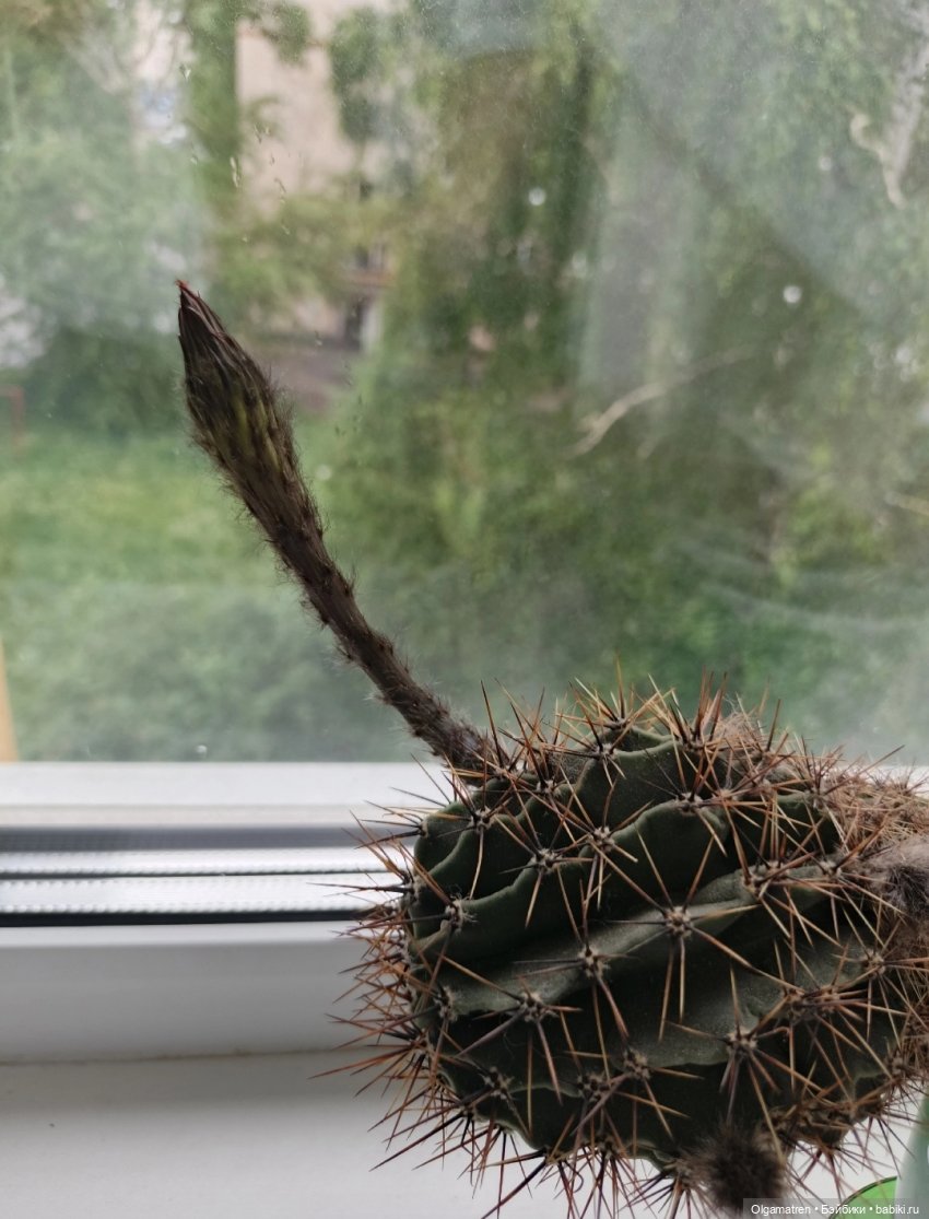 Агент 00Х в поисках цветущего кактуса (фото 3)