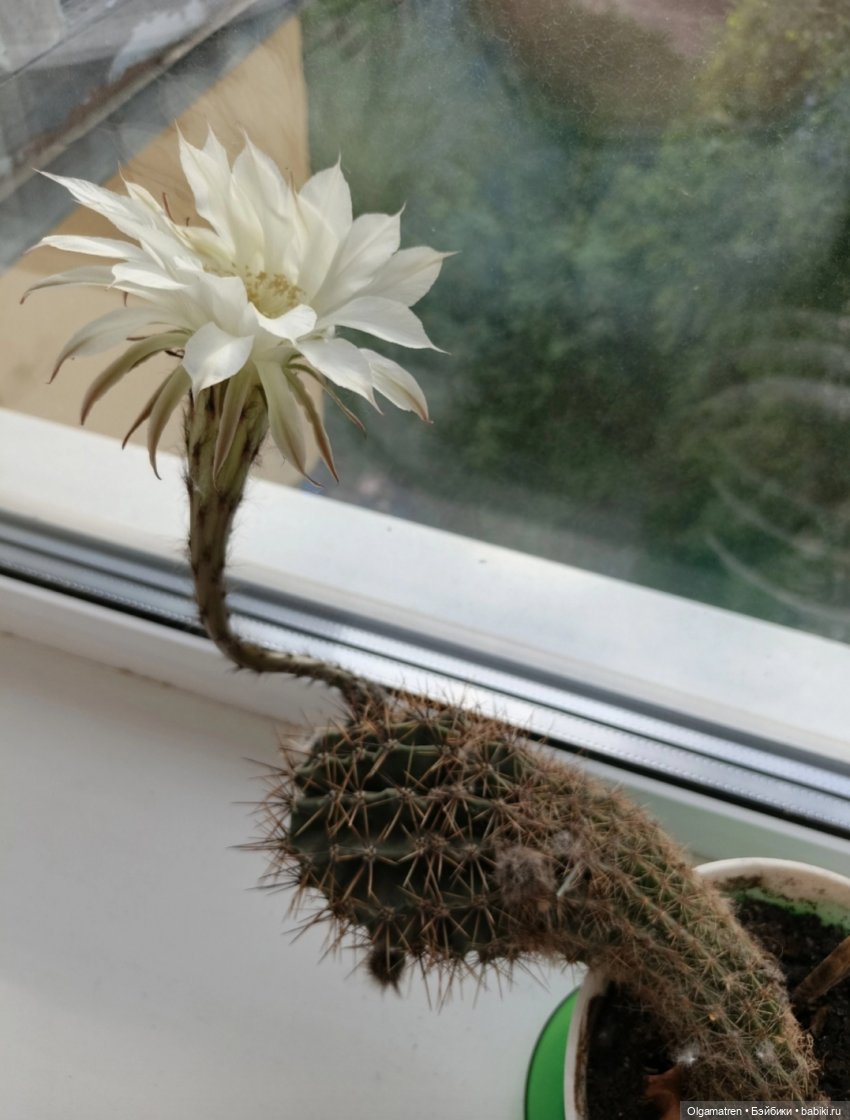 Агент 00Х в поисках цветущего кактуса (фото 4)