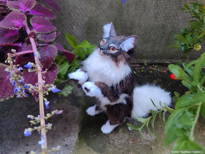 Кошка грозового племени Кленовница