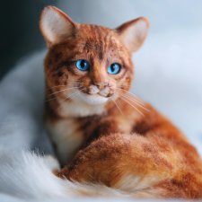 Кошечка Бри