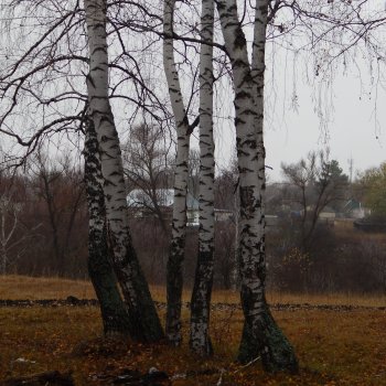 Сходили в лес!