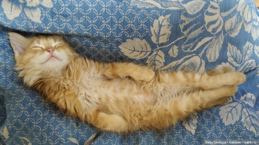 Давайте знакомиться — Авторские мишки Тедди и друзья: фото (фото 8)