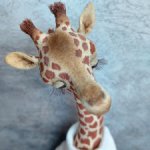 Тедди зверята, жирафик Они.