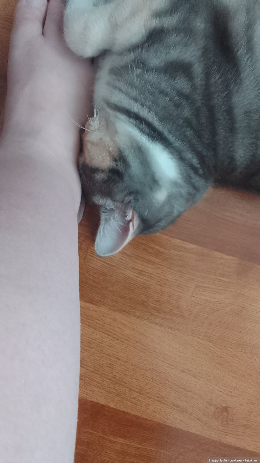 Анютка😍 — Игровые куклы разных производителей (Разное): редкие бренды (фото 5)