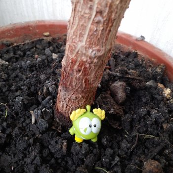 Амням конкурс