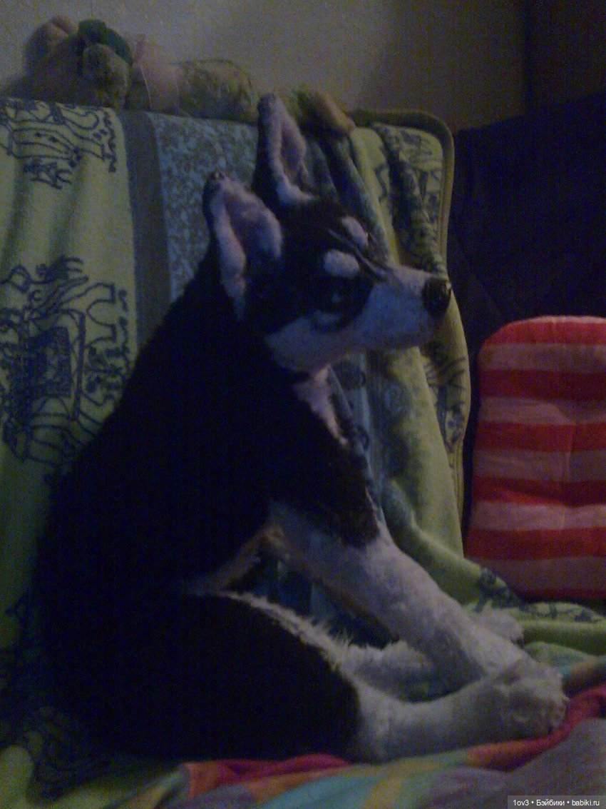 Щенок хаски (шитьё и скульпт)