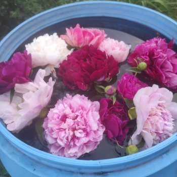 Главный долгожитель среди цветов -это пион ,символ счастья и богатства