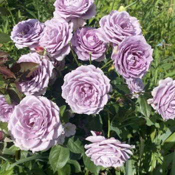 Немного цветов Вам для настроения или летние зарисовки из моего сада