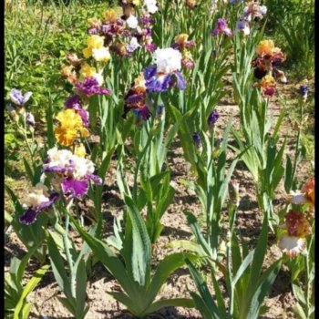 Ирисов много не бывает или моя скромная коллекция