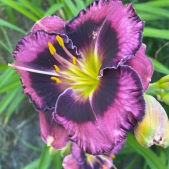 Экзотические бабочки в моем саду или небольшая коллекция лилейников💕