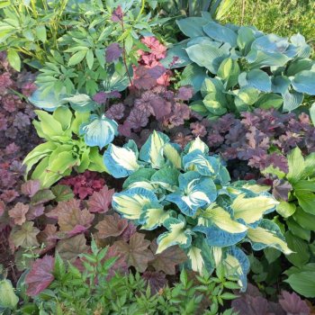 Что посадить под старыми яблонями или моя небольшая коллекция Хост