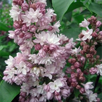 Сирень -прекрасное украшение сада💕