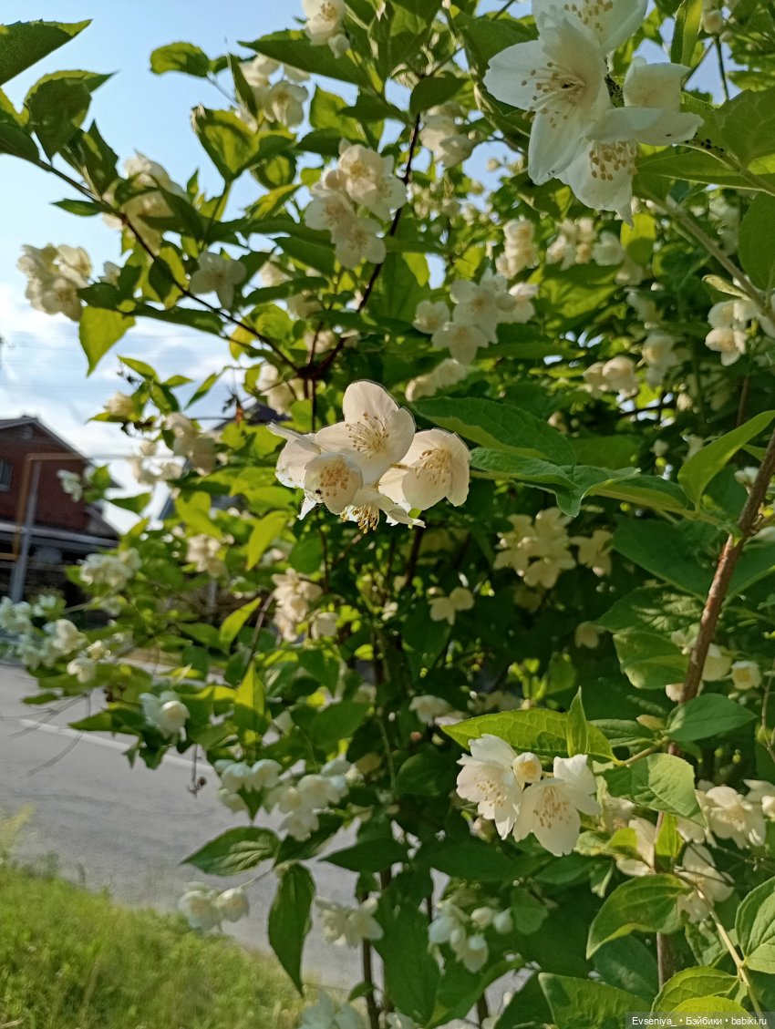 Летняя пора — Игровые куклы разных производителей (Разное): редкие бренды (фото 3)