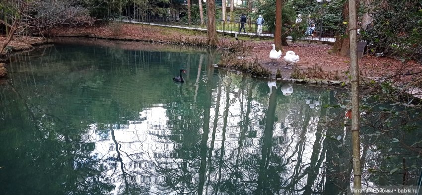 Дневник Мальвины Винни Сочи Блюз (Malvina Winni Sochi Blues). Дендрарий 2 | Бэйбики Дневник Мальвины Винни Сочи Блюз (Malvina Winni Sochi Blues). Дендрарий 2 (фото 3)