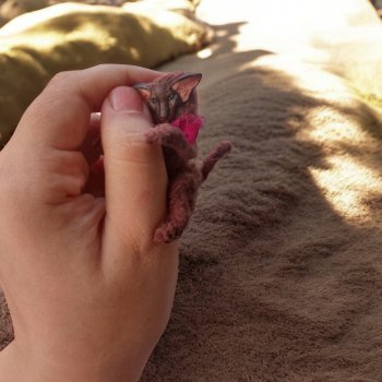 Котенок Ориентал: Brownie 🐈