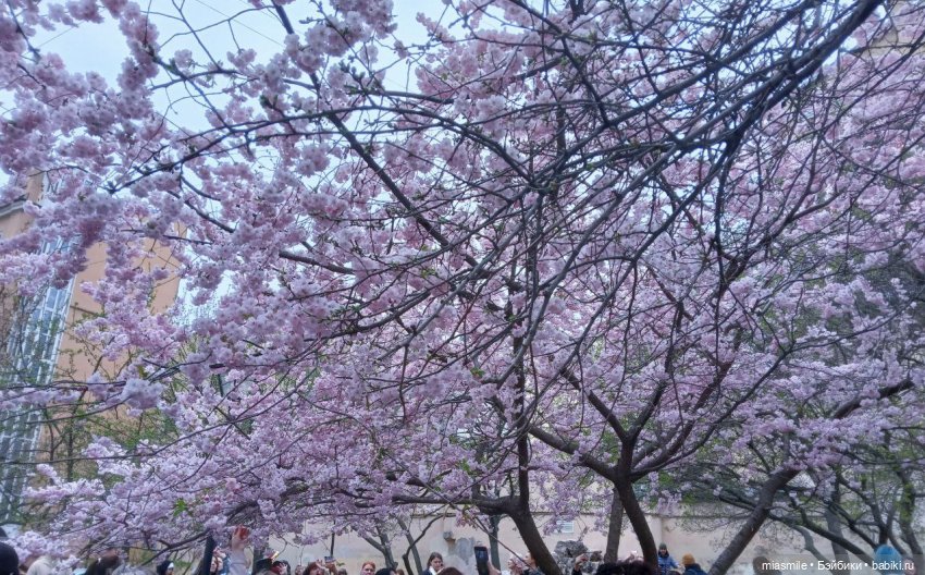 Сакура в Петербурге