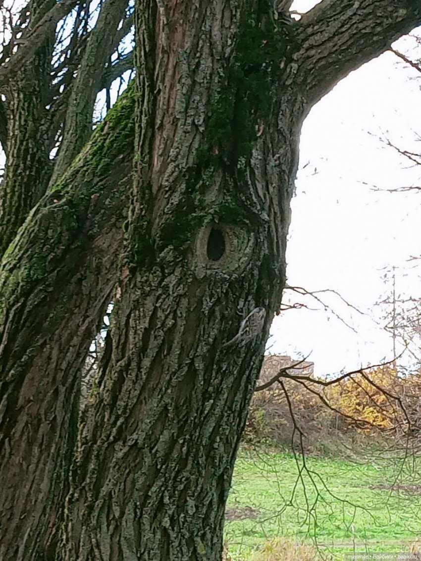 Юркая птичка