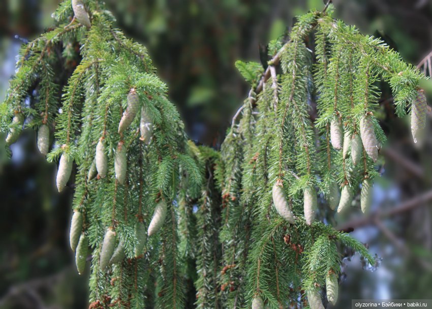 Дусенька на первой прогулке (фото 10)