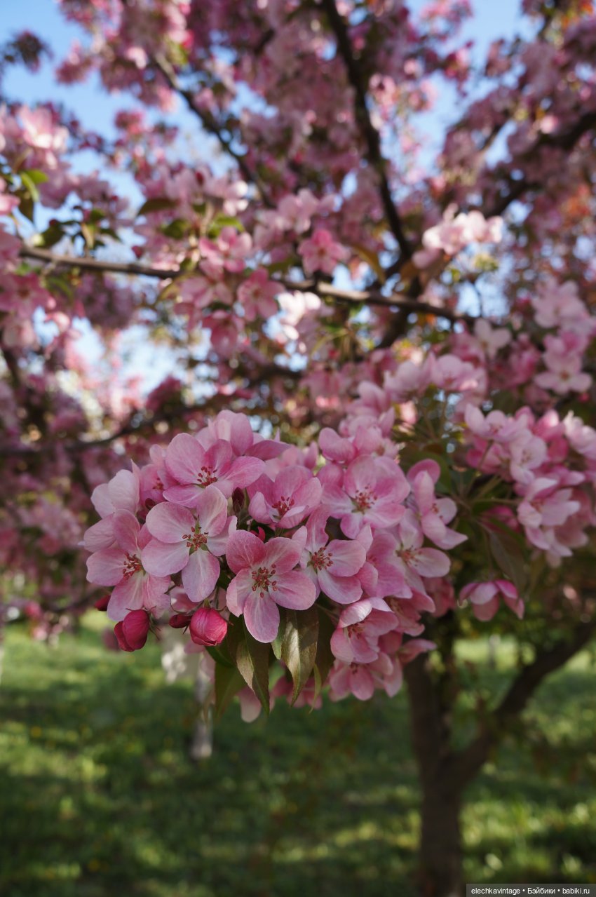 А сады цветут — Разные шарнирные куклы (не БЖД): редкие (фото 7)