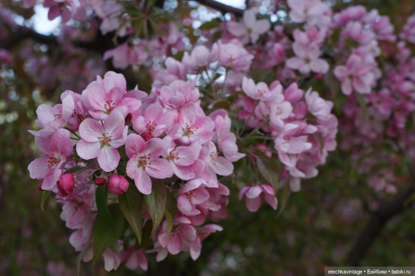 А сады цветут — Разные шарнирные куклы (не БЖД): редкие (фото 9)
