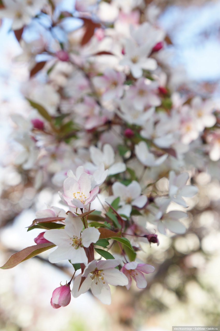 А сады цветут — Разные шарнирные куклы (не БЖД): редкие (фото 8)