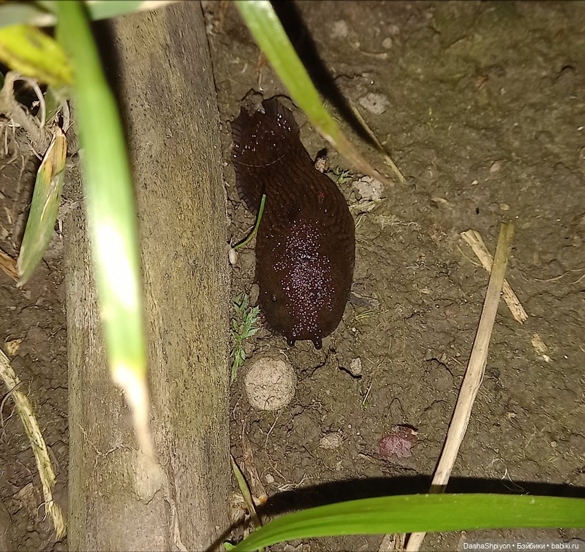 🌱🥦 Огород — часть 2 🌿🌾 — Куклы Barbie (Барби): Looks