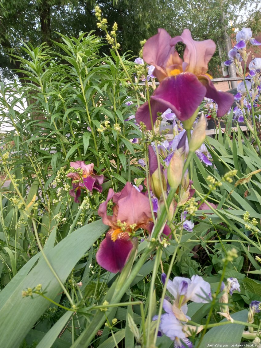 Прогулка в Долине реки Чертановки 🌺🌿🪨 (фото 5)