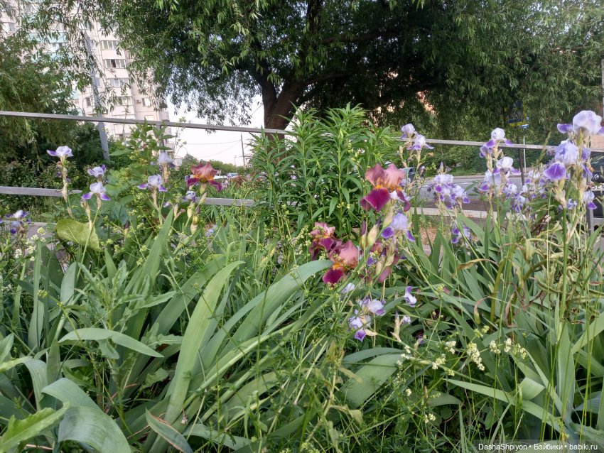 Прогулка в Долине реки Чертановки 🌺🌿🪨 (фото 6)