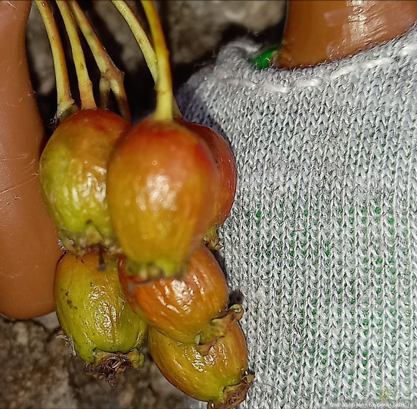 Последние летние дни ☀️🍎🍂 (фото 9)