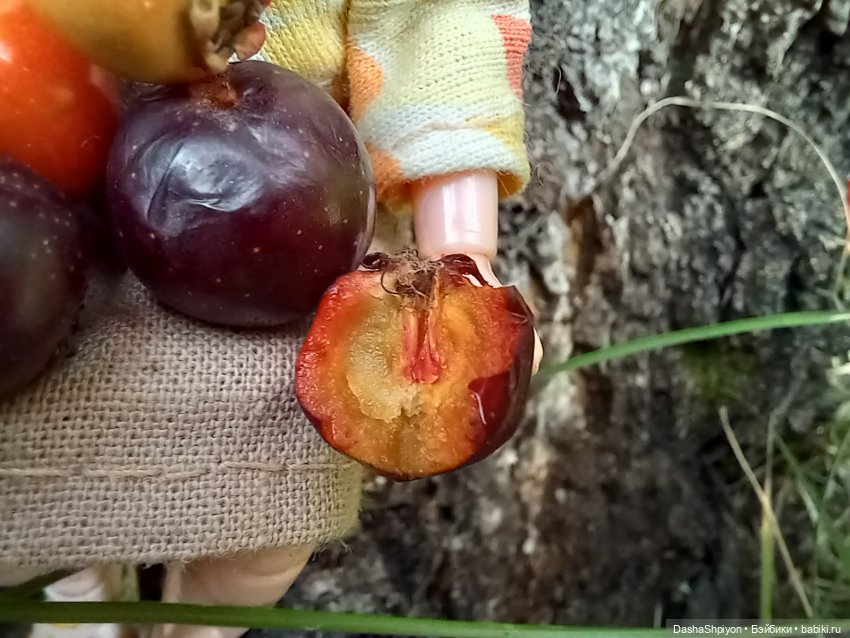 Последние летние дни ☀️🍎🍂 (фото 8)