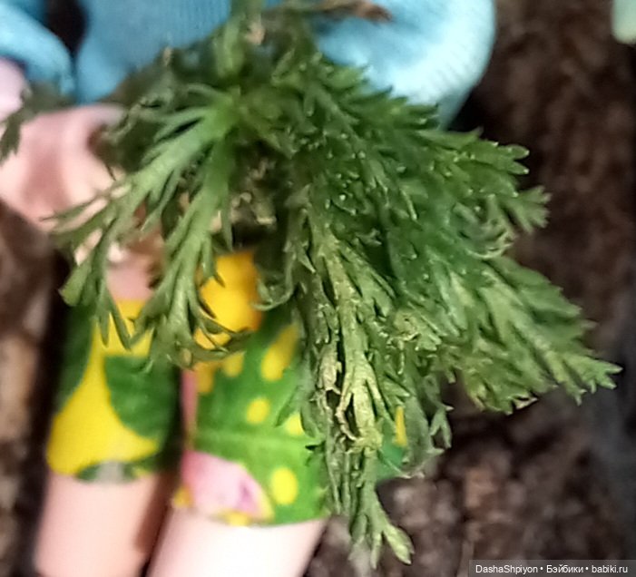 Последние летние дни ☀️🍎🍂 (фото 10)