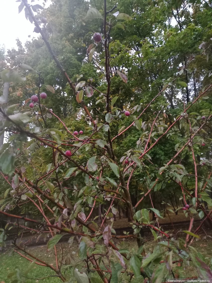 🌱Причёска для новенькой и осенний дождь 🍂🌧️🍁