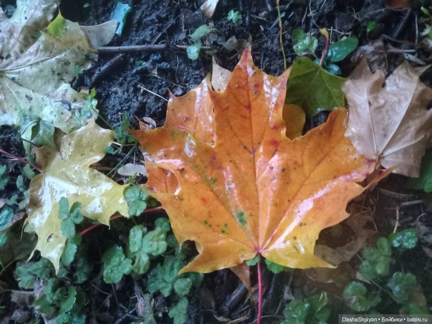 🌱Причёска для новенькой и осенний дождь 🍂🌧️🍁