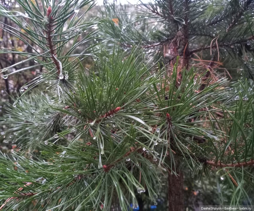 🌱Причёска для новенькой и осенний дождь 🍂🌧️🍁