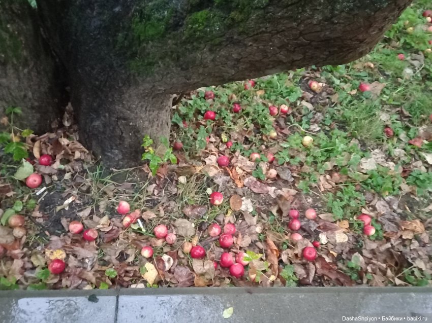 🌱Причёска для новенькой и осенний дождь 🍂🌧️🍁