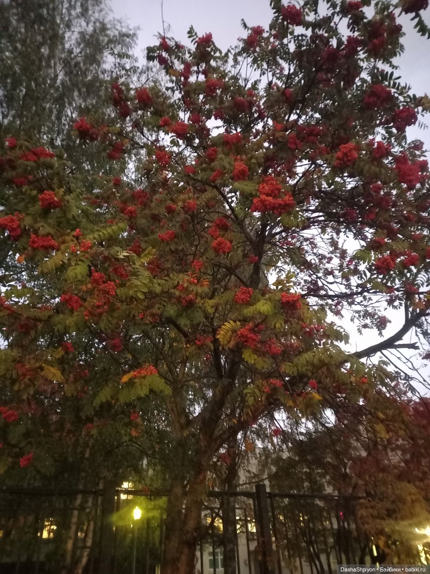 🌱Причёска для новенькой и осенний дождь 🍂🌧️🍁