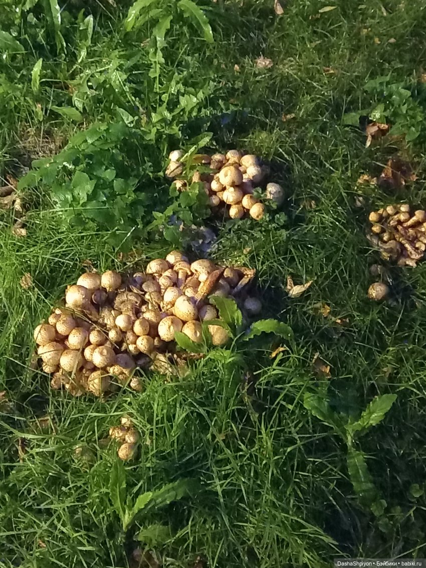 🌱Причёска для новенькой и осенний дождь 🍂🌧️🍁
