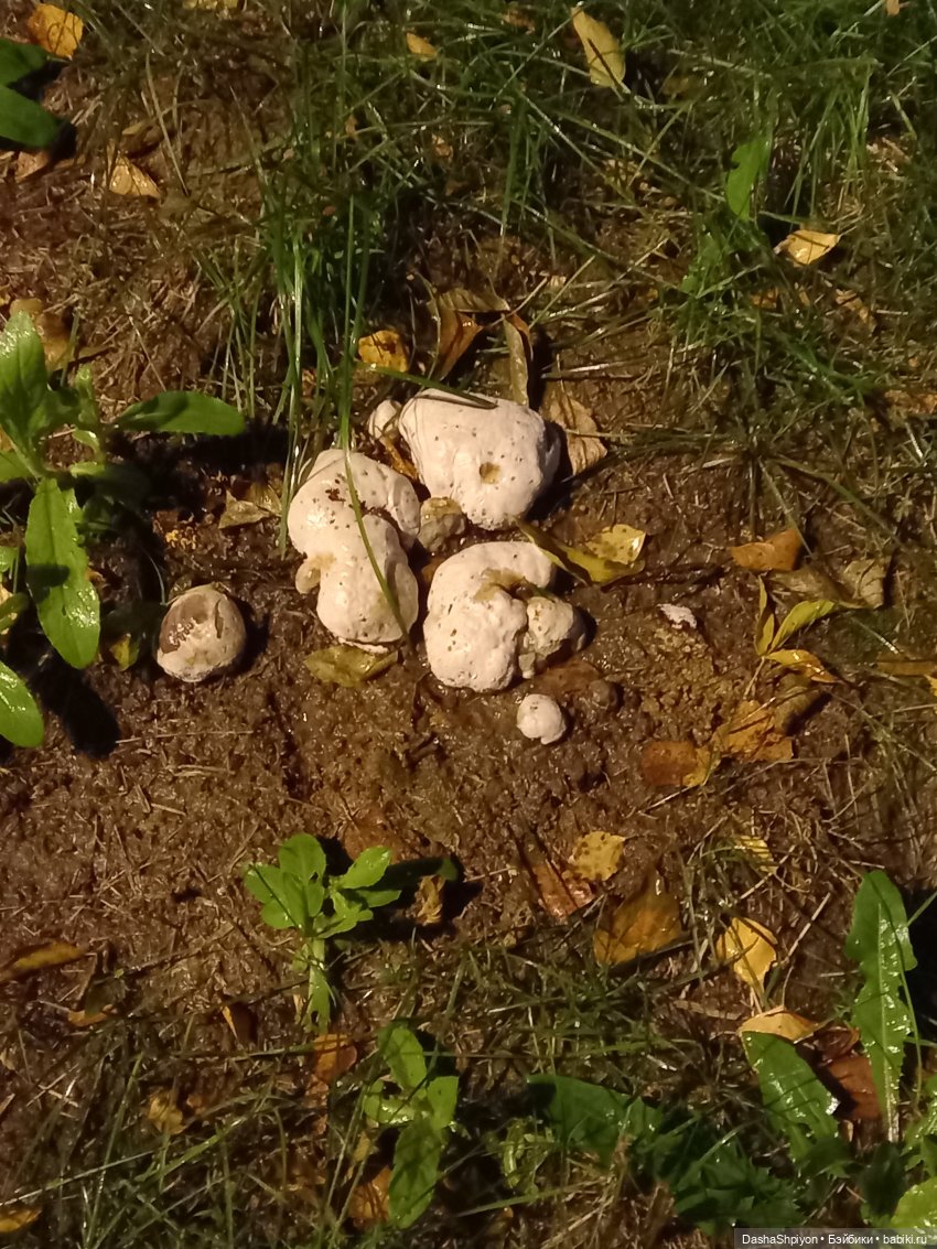 🌱Причёска для новенькой и осенний дождь 🍂🌧️🍁