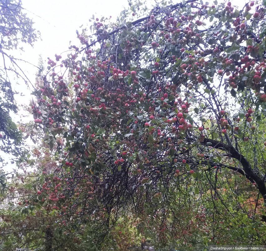 🌱Причёска для новенькой и осенний дождь 🍂🌧️🍁